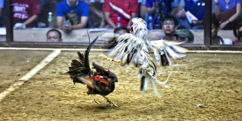 vz88 ﻿đăng nhập lô đề uy tín