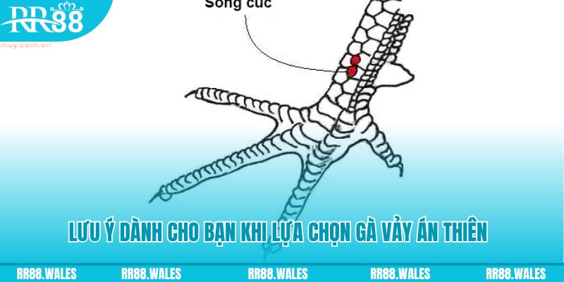 vz88 xổ số khánh hòa